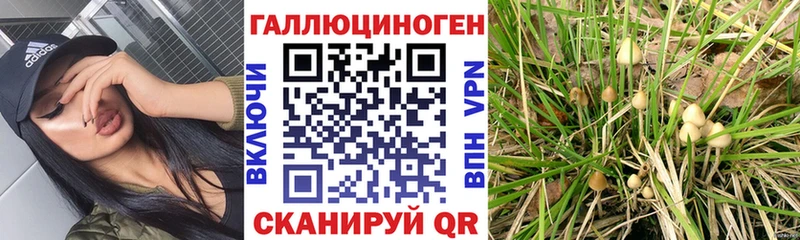 Псилоцибиновые грибы Psilocybe  Талдом 